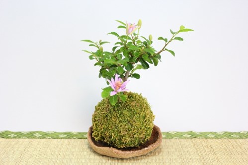 苔玉