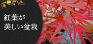 紅葉が美しい盆栽