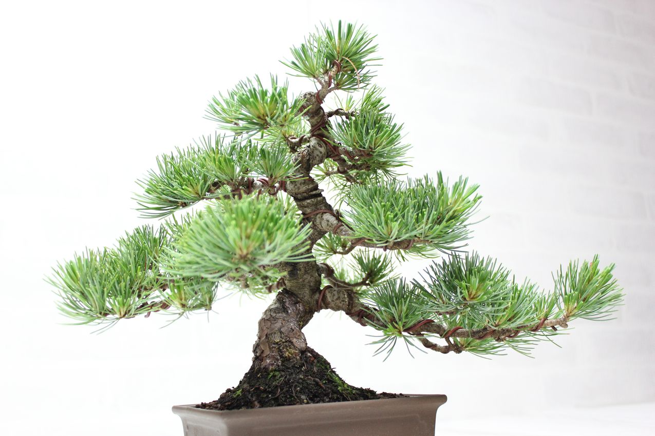 銀八五葉松小品盆栽、模様木盆栽 銀八五葉松小品盆栽、模様木盆栽 格安盆栽素材/生産品紹介/銀八