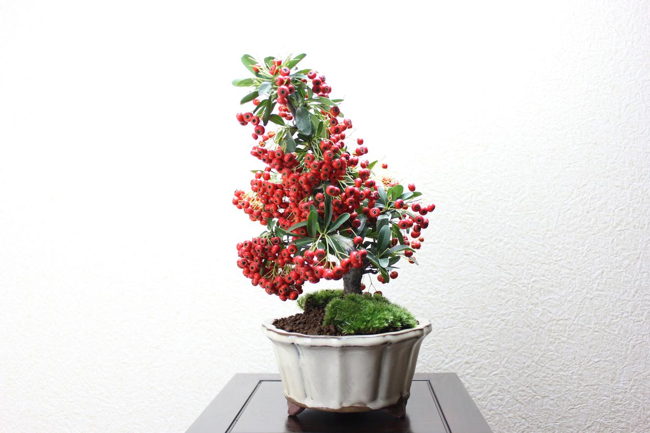 ピラカンサ
