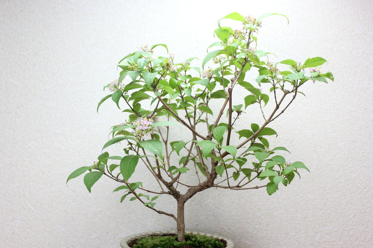 紫式部 ムラサキシキブ 盆栽