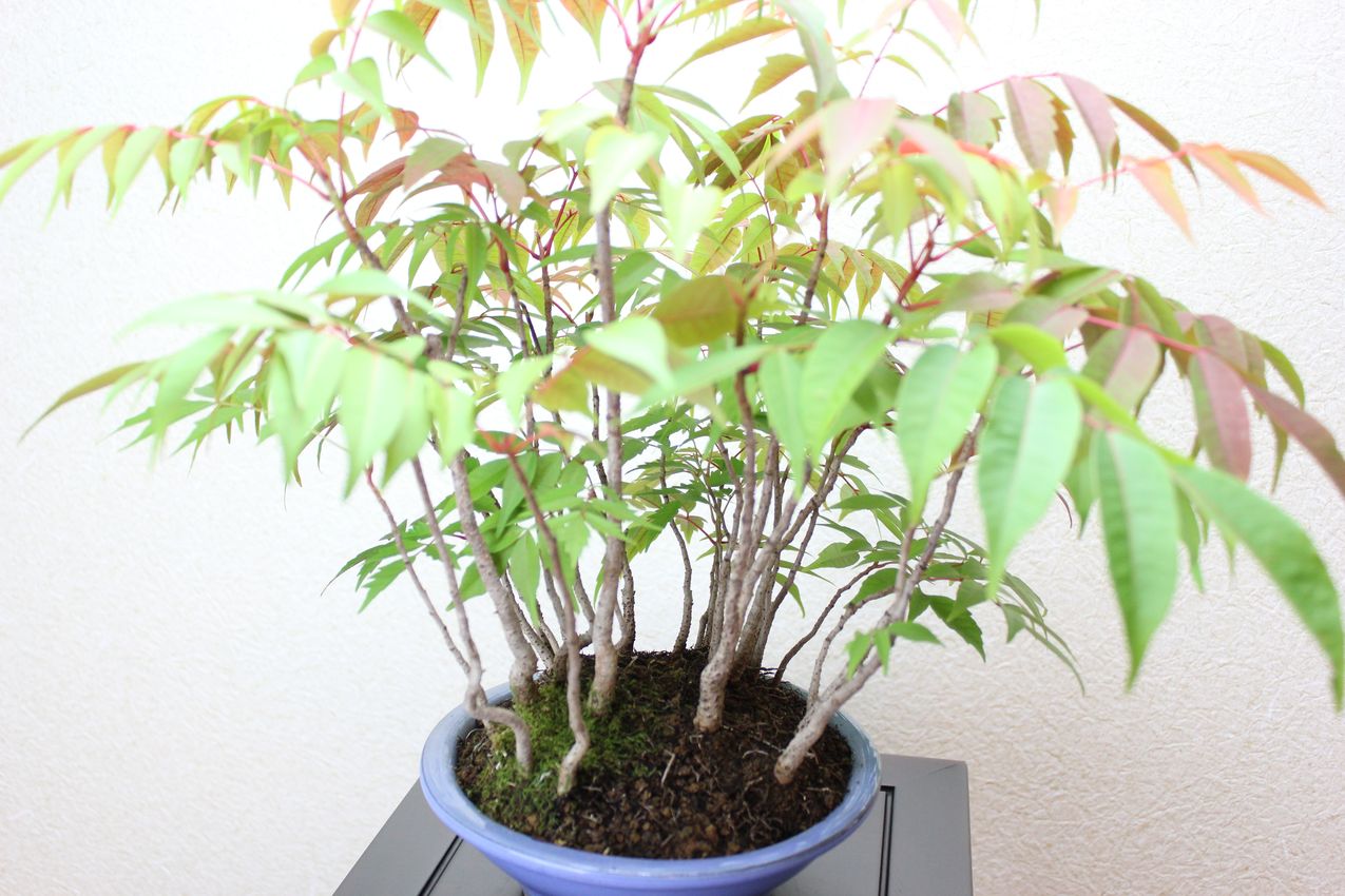 ハゼの盆栽　寄せ植え　櫨の木