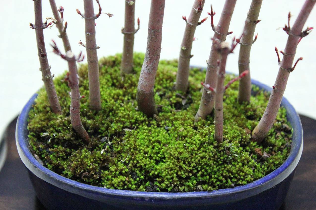 山もみじ寄せ植え