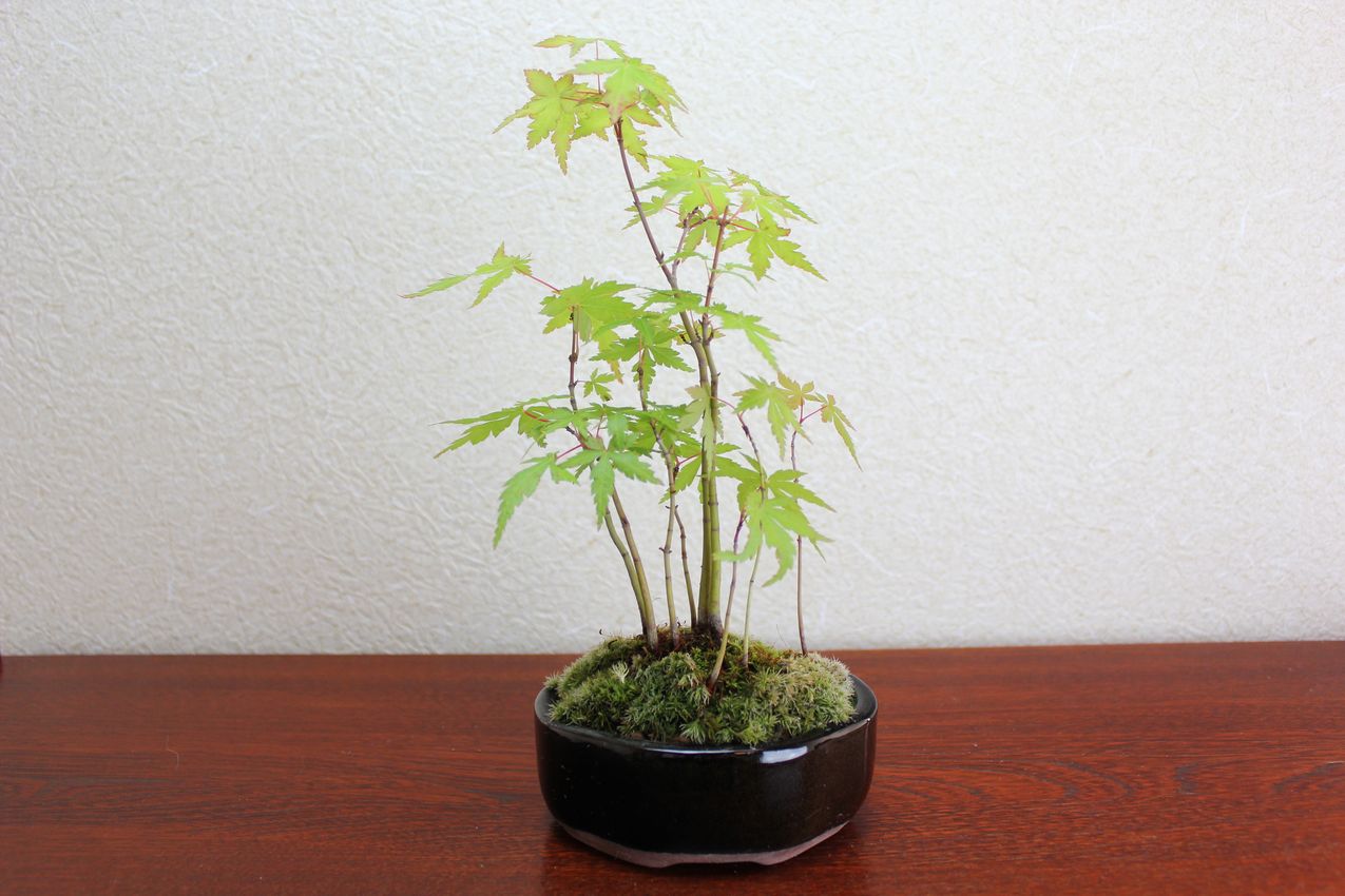もみじ苔玉 盆栽 室内 初心者 癒し ミニ盆栽 おしゃれ ミニ観葉 ギフト フラワーギフト Wb0021 和心盆栽 通販 苔玉とミニ盆栽の店 多輪和 1点限り ハンドメイド押し花絵 幸せの予感 無料ギフトラッピングok Riverpro Co Th