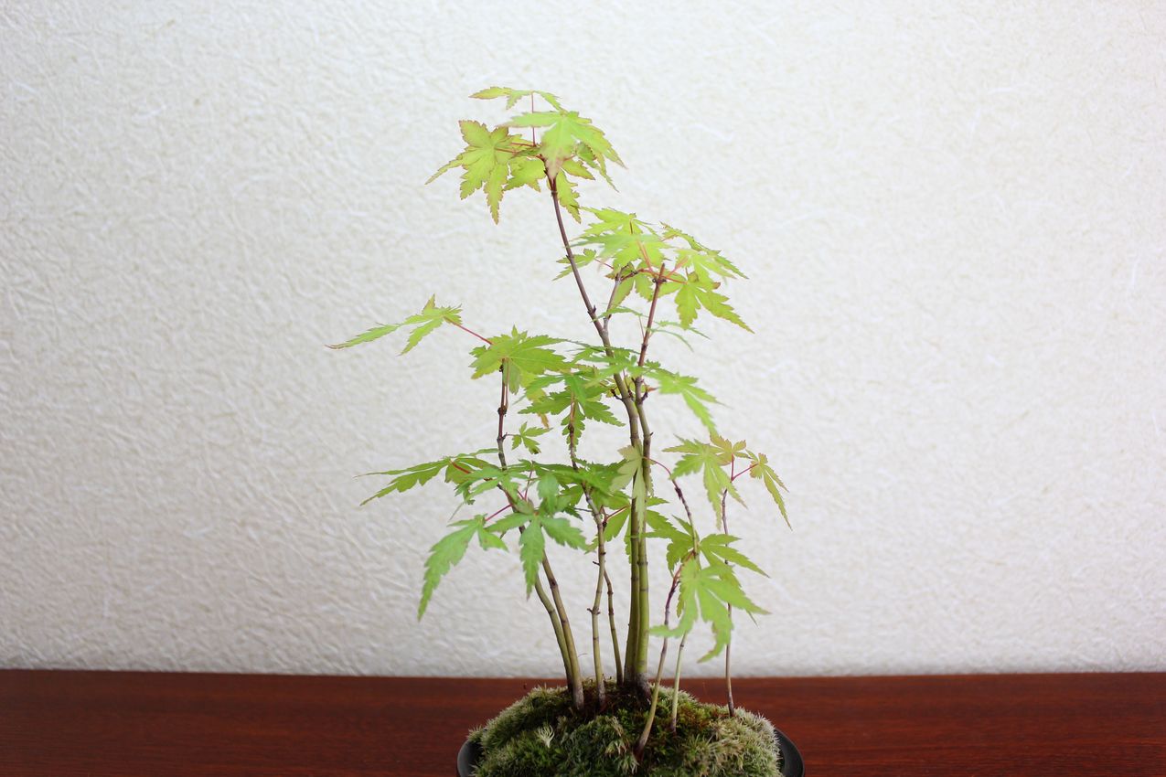 山モミジ　山紅葉　小品盆栽　ミニ盆栽
