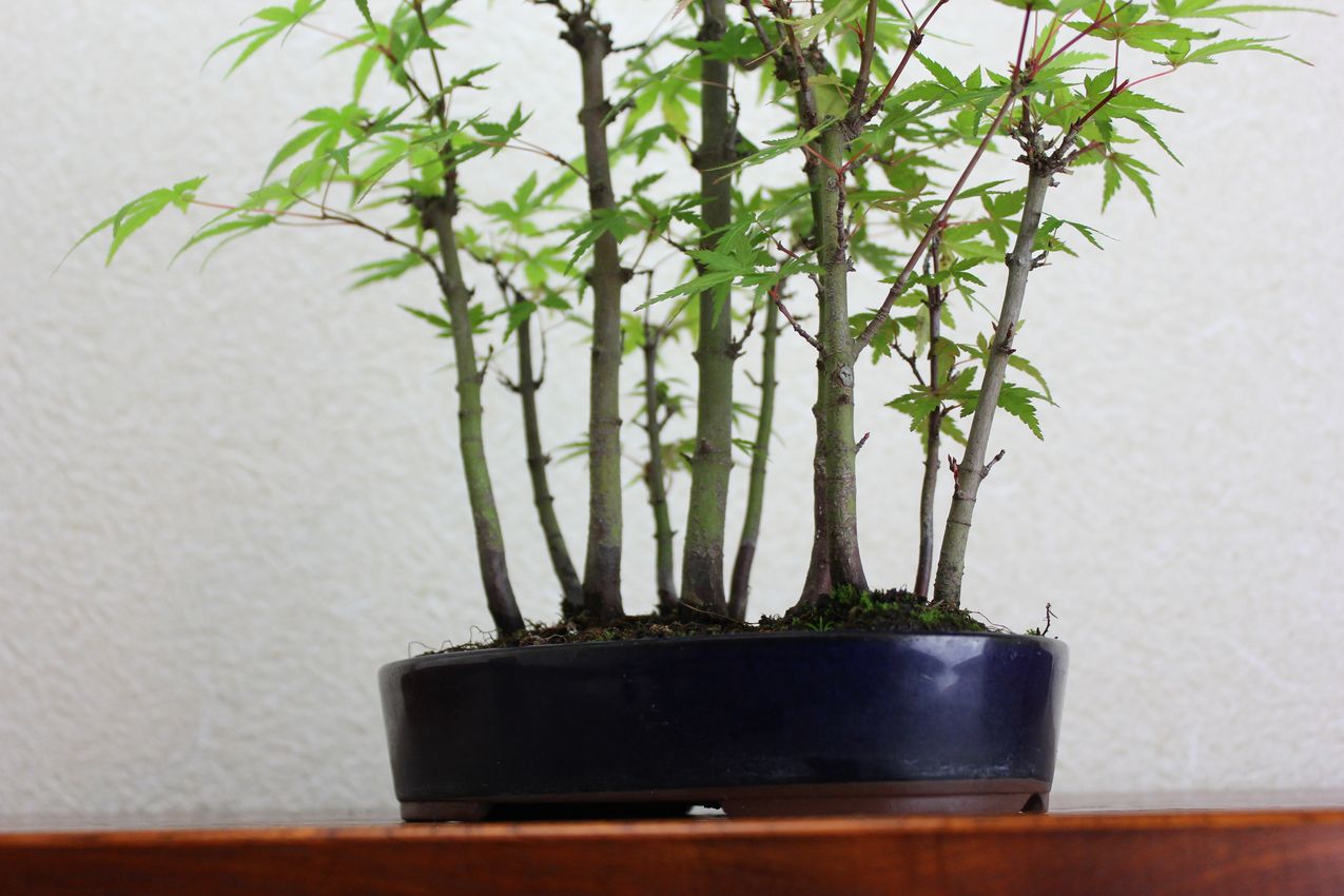 もみじ 山もみじ モミジ ヤマモミジ 奥行11cm 寄せ植え 横幅14cm 盆栽 高さ24cm 最大79 オフ ヤマモミジ