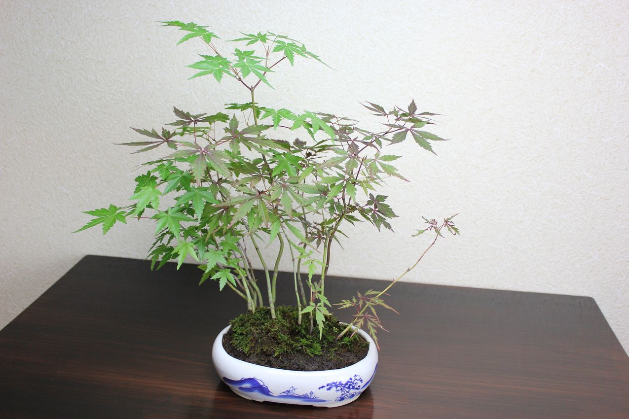 モミジ寄せ植え