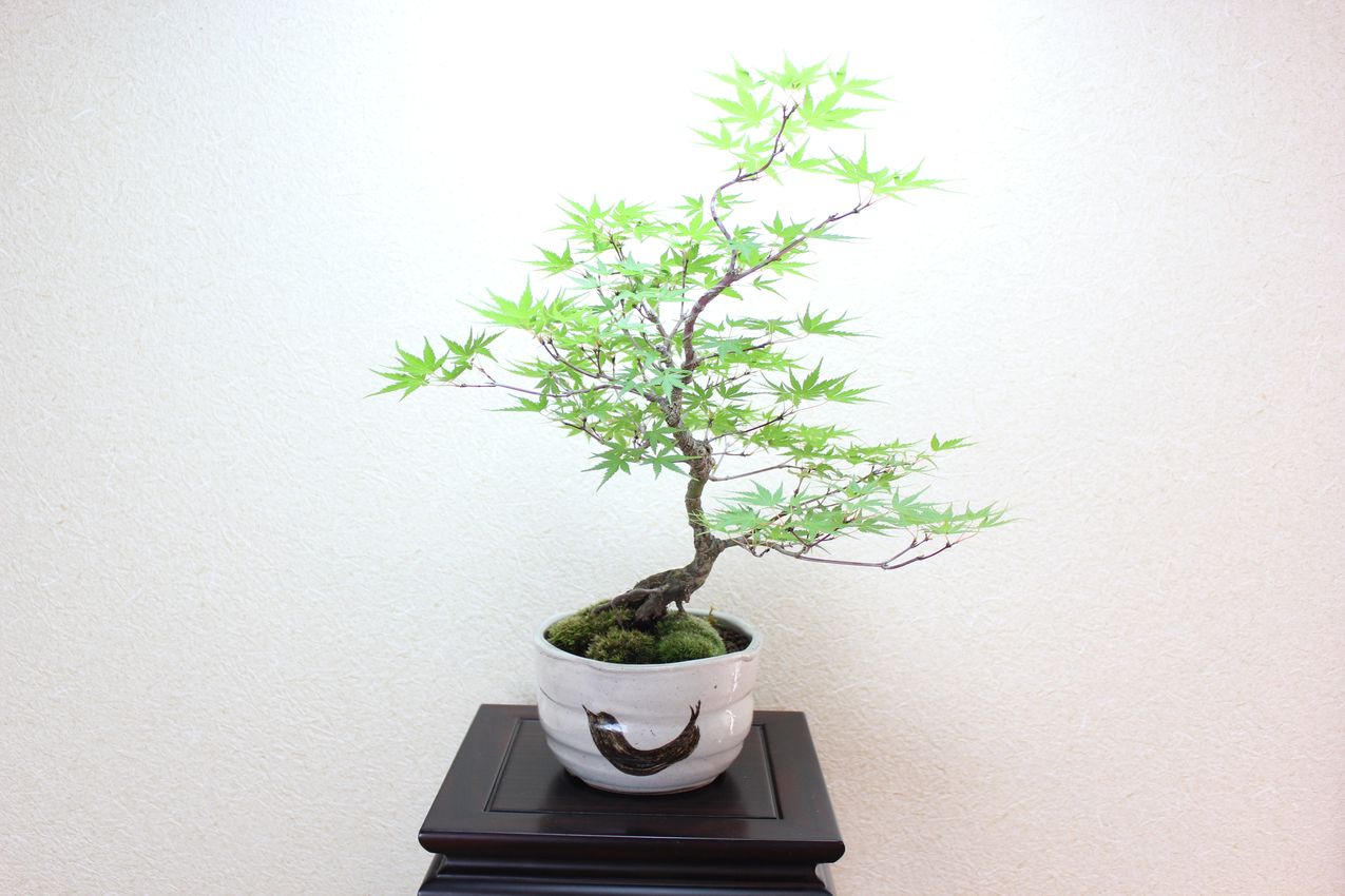 荒皮性モミジ