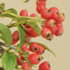 コトネアスターの画像