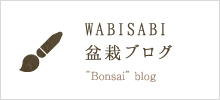 WABISABI　盆栽ブログ