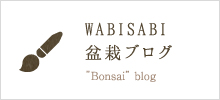 WABISABI 盆栽ブログ